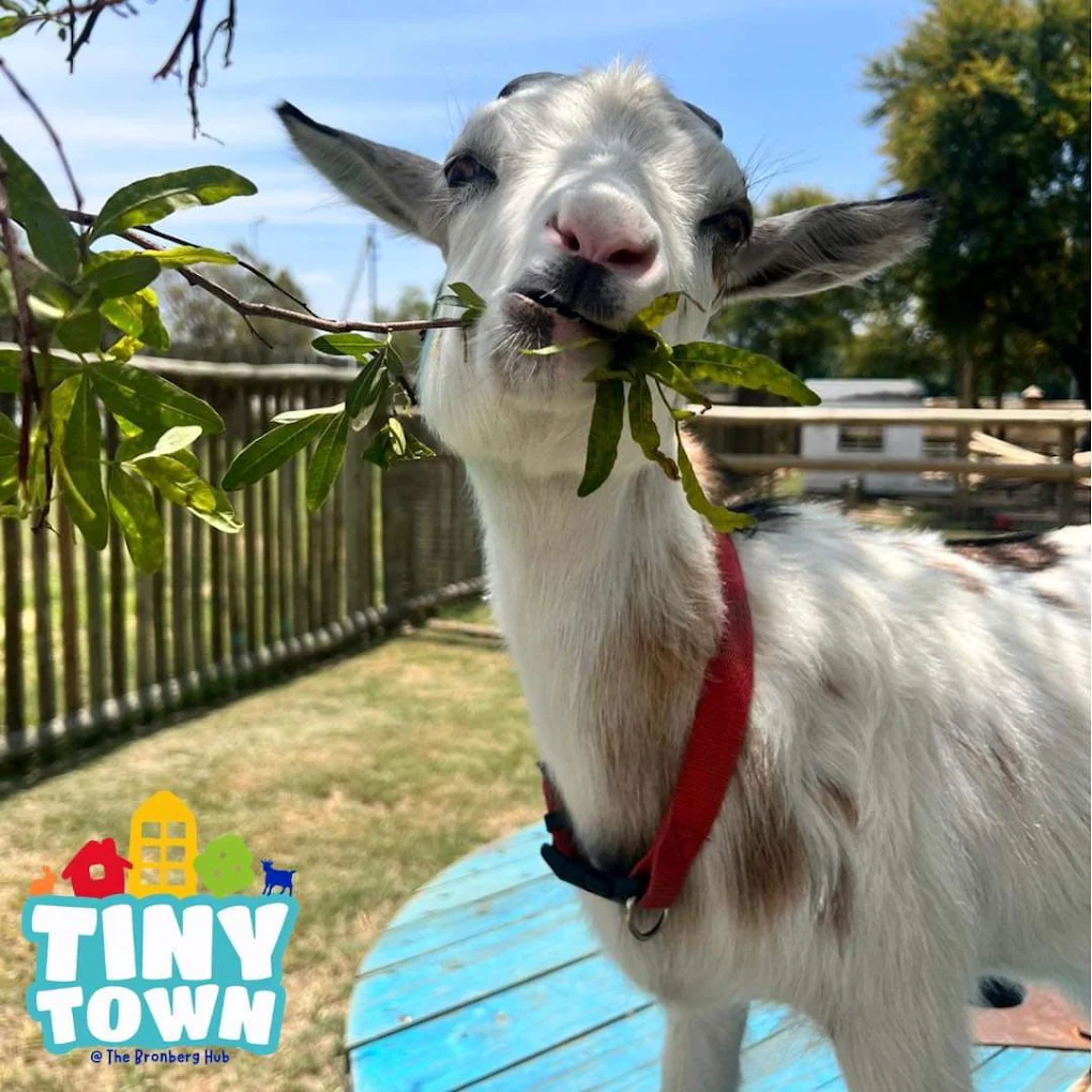 Friendly animals at Tiny Town